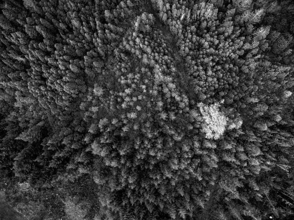 Black and white view of trees from far above